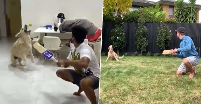 Shreyas Iyer follows Kane Williamson’s footsteps, recreates slip catching moment with his dog – WATCH